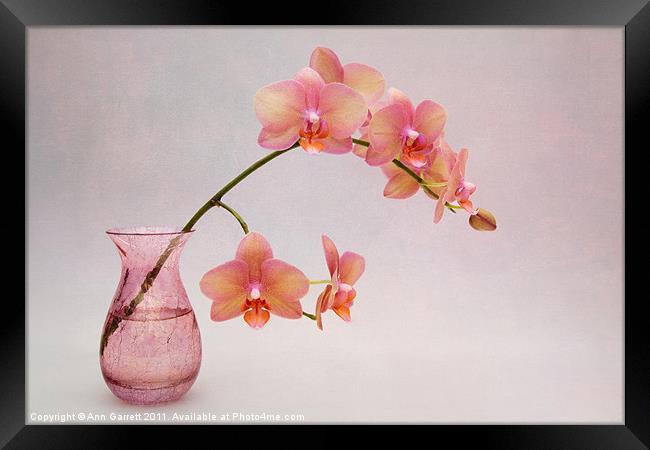 Orchids in a Pink Vase Framed Print by Ann Garrett