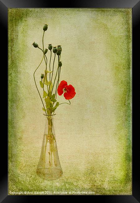 Poppy Framed Print by Ann Garrett