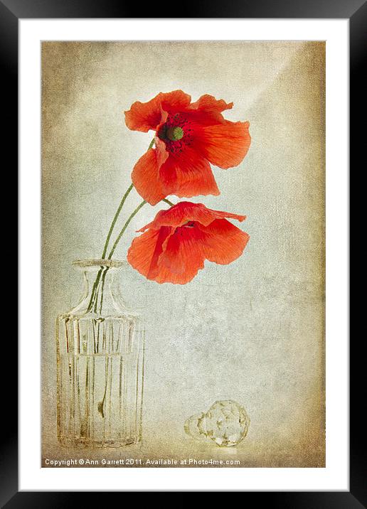 Two Poppies in a Glass Vase Framed Mounted Print by Ann Garrett