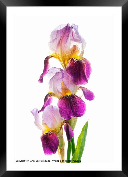 Bearded Iris Trio Framed Mounted Print by Ann Garrett