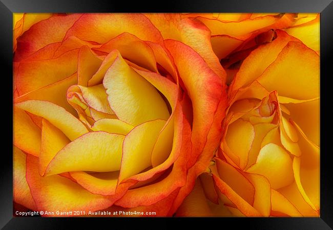 Twin Yellow Roses Framed Print by Ann Garrett