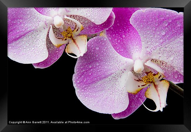 Orchid Tears Framed Print by Ann Garrett