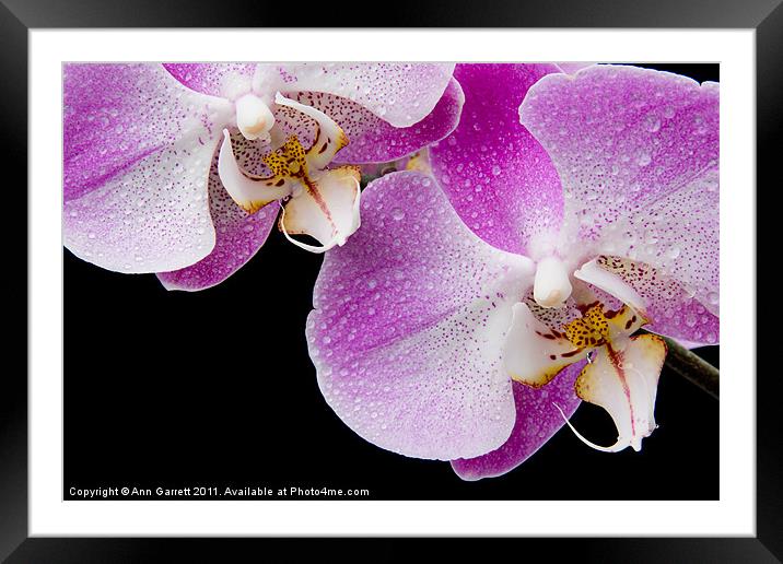 Orchid Tears Framed Mounted Print by Ann Garrett