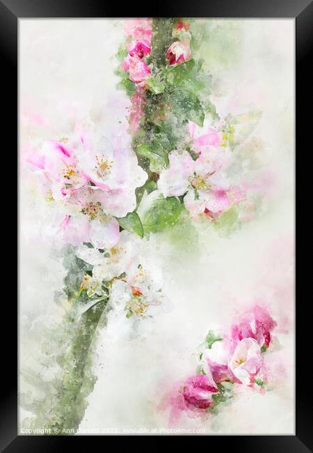 Apple Blossom Art Framed Print by Ann Garrett