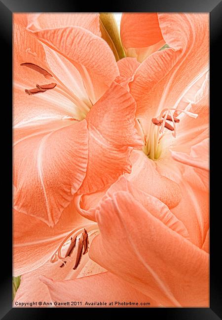 Peach Gladioli Swirl Framed Print by Ann Garrett