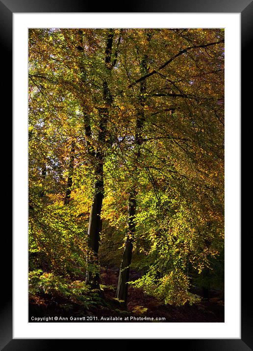 Autumn Glow Framed Mounted Print by Ann Garrett