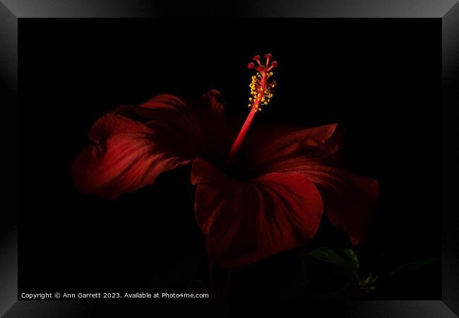 Red Hibiscus Darkly Lit 2 Framed Print by Ann Garrett