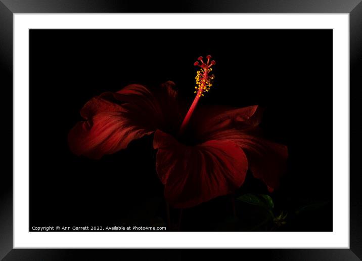 Red Hibiscus Darkly Lit 2 Framed Mounted Print by Ann Garrett
