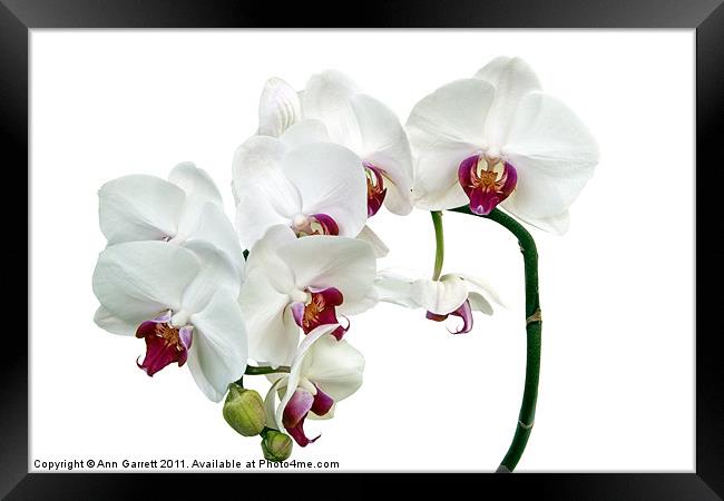White Orchids Framed Print by Ann Garrett