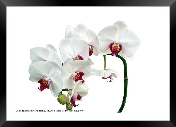 White Orchids Framed Mounted Print by Ann Garrett