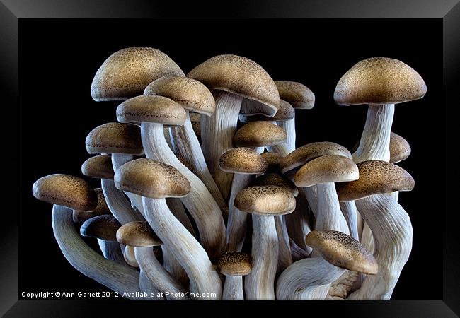 Brown Beech Mushrooms Framed Print by Ann Garrett