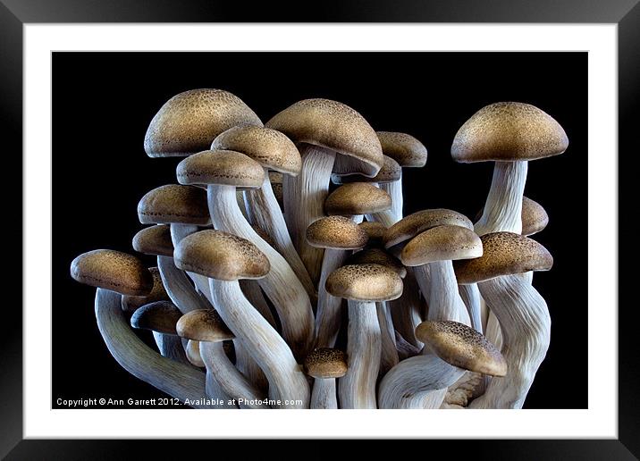 Brown Beech Mushrooms Framed Mounted Print by Ann Garrett