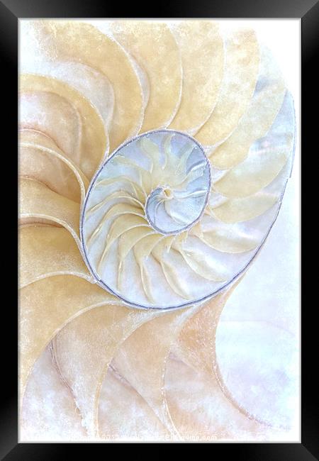 Nautilus Frost Framed Print by Ann Garrett