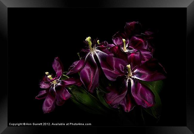Faded Purple Tulips Framed Print by Ann Garrett