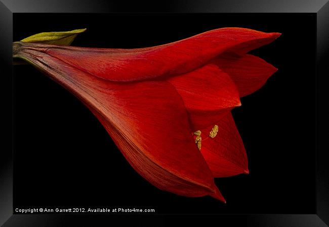 Red Amaryllis - 1 Framed Print by Ann Garrett
