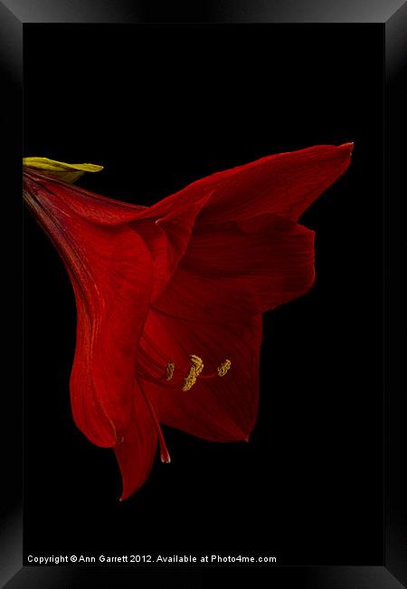 Red Amaryllis - 3 Framed Print by Ann Garrett