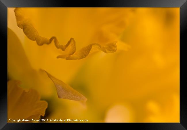 Daffodil Abstract - 1 Framed Print by Ann Garrett