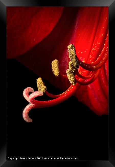 Red Amaryllis - 6 Framed Print by Ann Garrett