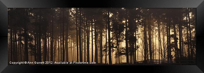 Woodland Sunrise Panorama Framed Print by Ann Garrett
