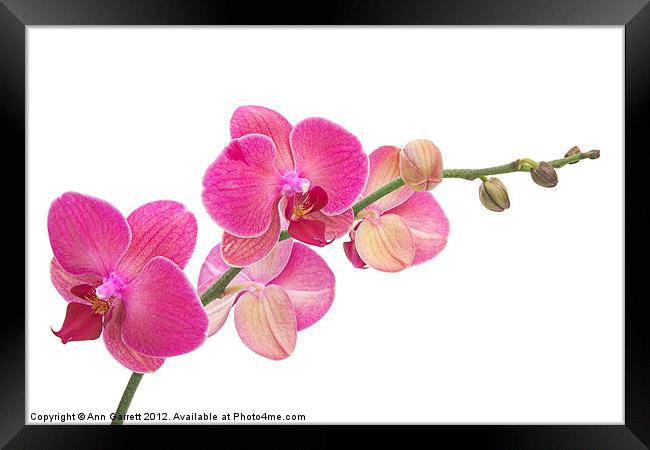 Pink Moth Orchid Framed Print by Ann Garrett