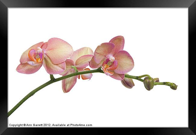 Moth Orchids Framed Print by Ann Garrett