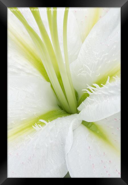 Inside a White Lily Framed Print by Ann Garrett