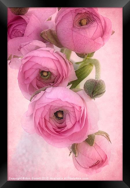 Pink Ranunculus Framed Print by Ann Garrett
