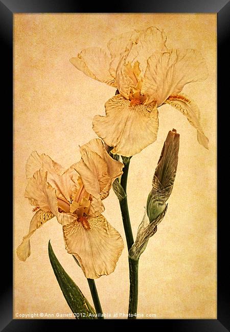 Peach Iris Germanica Framed Print by Ann Garrett