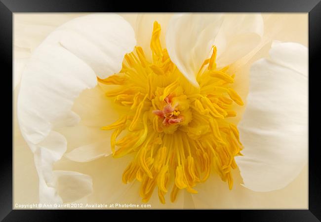 White Peony - Golden Centre Framed Print by Ann Garrett