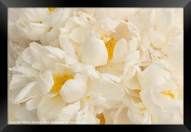 Soft White Peony Profusion Framed Print by Ann Garrett