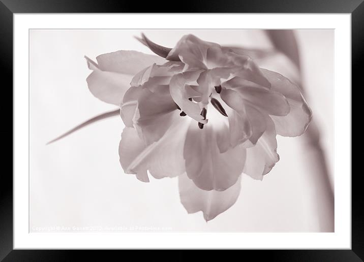 Tulip - Soft & Grainy Monochrome Framed Mounted Print by Ann Garrett