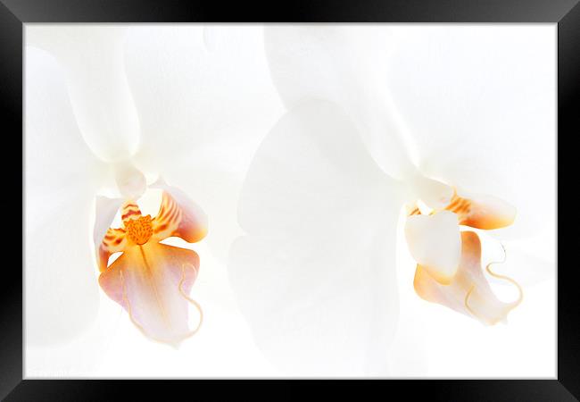 White Orchids Framed Print by Ann Garrett