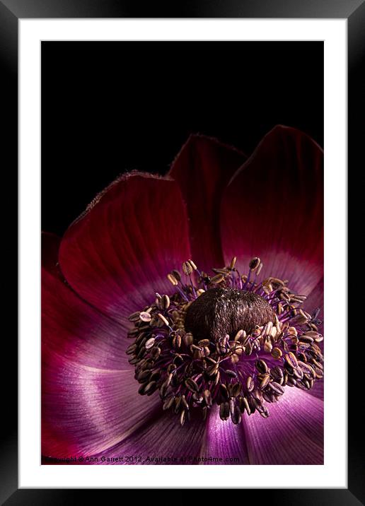 Deep Pink Anemone - 3 Framed Mounted Print by Ann Garrett