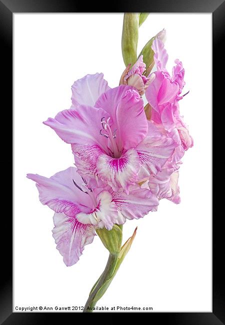 Pink Gladiolus Framed Print by Ann Garrett