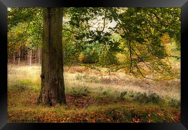Autumn Woodland Framed Print by Ann Garrett