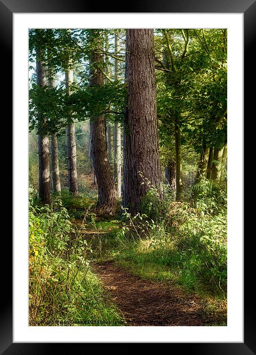 Forest Track Framed Mounted Print by Ann Garrett
