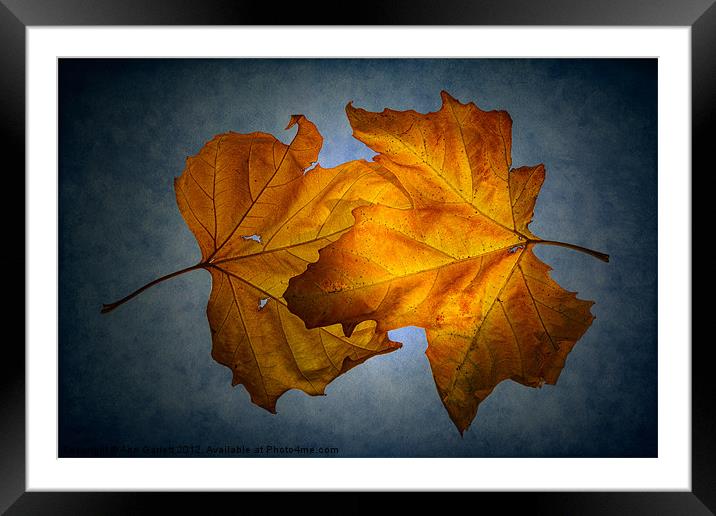 Autumn Leaves on Blue Framed Mounted Print by Ann Garrett