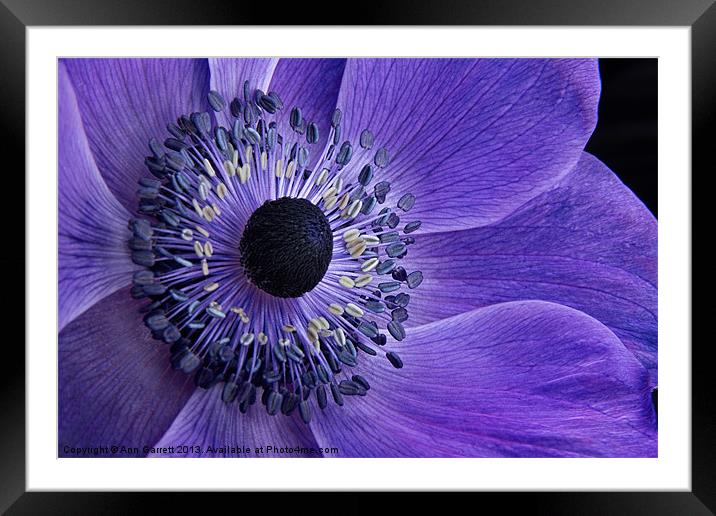 Purple Anemone Framed Mounted Print by Ann Garrett