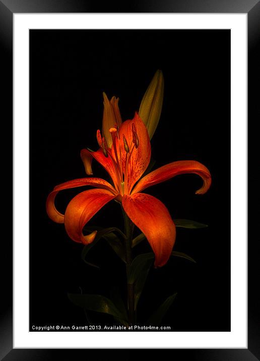 Orange Lily Framed Mounted Print by Ann Garrett