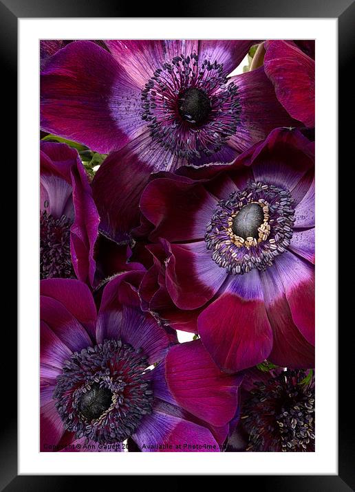 Anemone Coronaria Framed Mounted Print by Ann Garrett