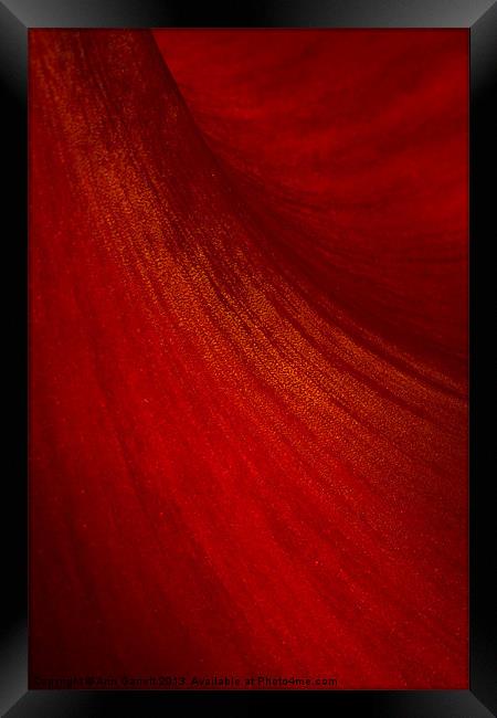 Red Amaryllis Abstract 2 Framed Print by Ann Garrett