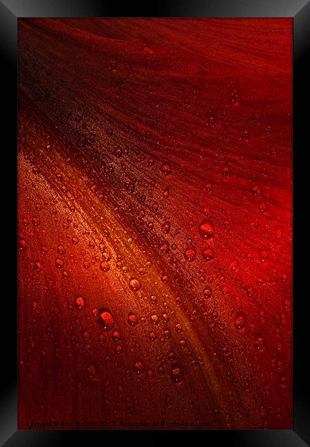 Red Amaryllis Abstract 3 Framed Print by Ann Garrett