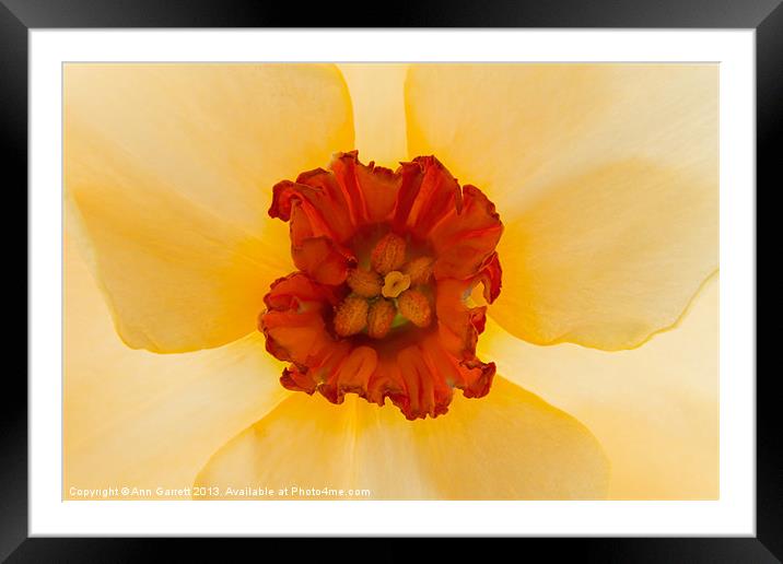 Golden Daffodil Framed Mounted Print by Ann Garrett