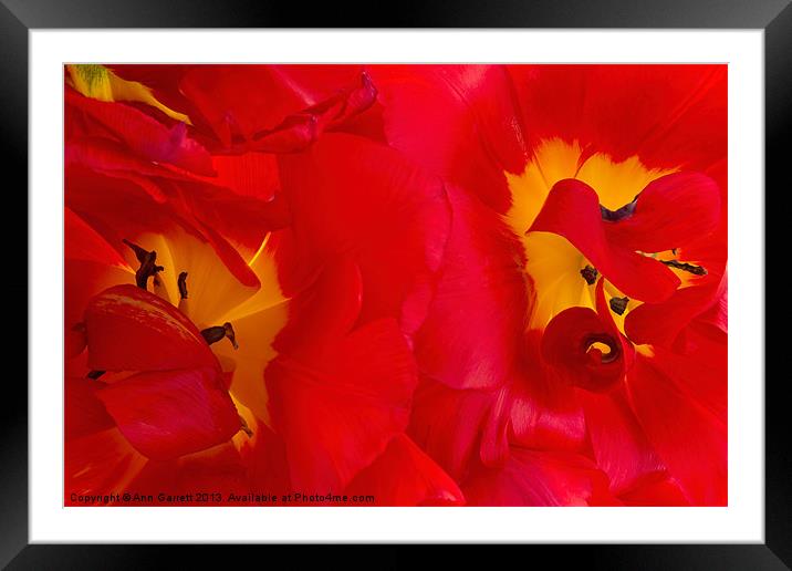 Two Red Tulips Framed Mounted Print by Ann Garrett