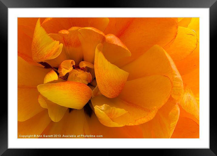 Yellow Double Tulip Framed Mounted Print by Ann Garrett
