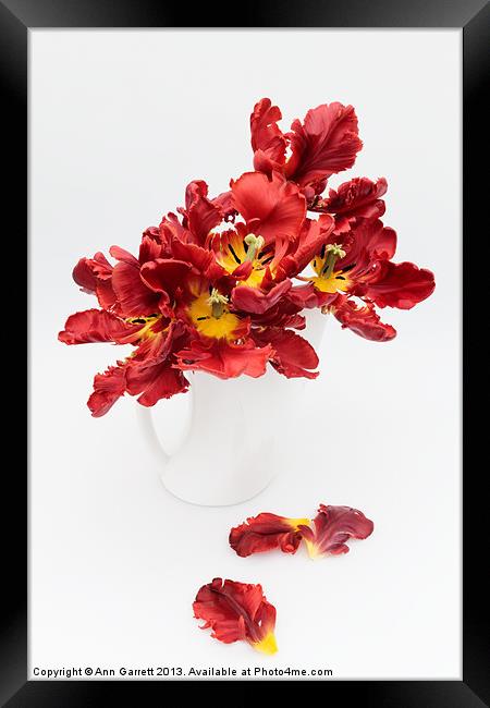 Parrot Tulips in a Milk Jug Framed Print by Ann Garrett