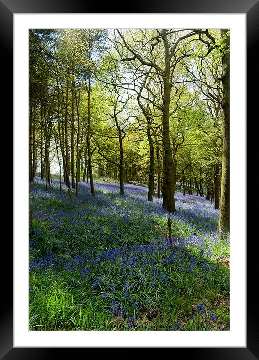 Bluebell Wood Framed Mounted Print by Ann Garrett