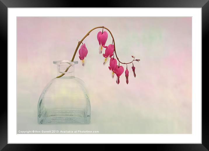 Dicentra in a Glass Vase 2 Framed Mounted Print by Ann Garrett