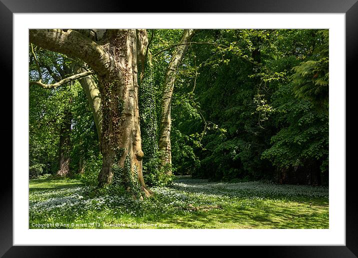 Ramsons Around an Ivy Covered Tree Framed Mounted Print by Ann Garrett
