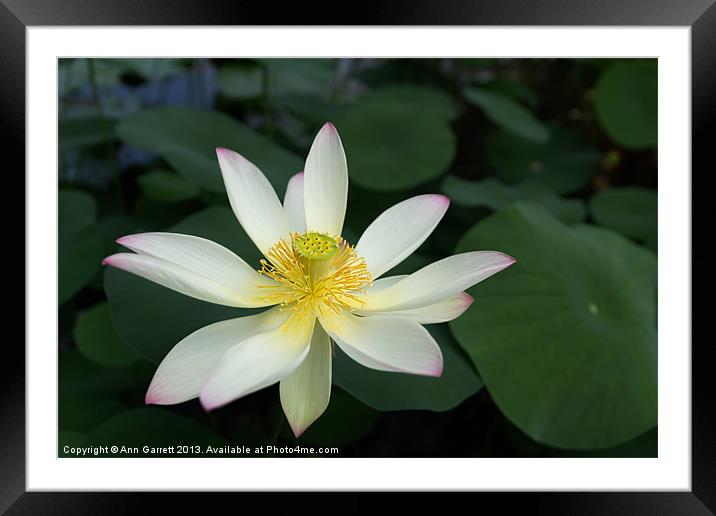 Lotus Flower Framed Mounted Print by Ann Garrett